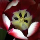 Ich liebe Tulpen :)