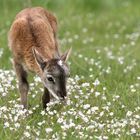 "Ich liebe weisse Blumen"