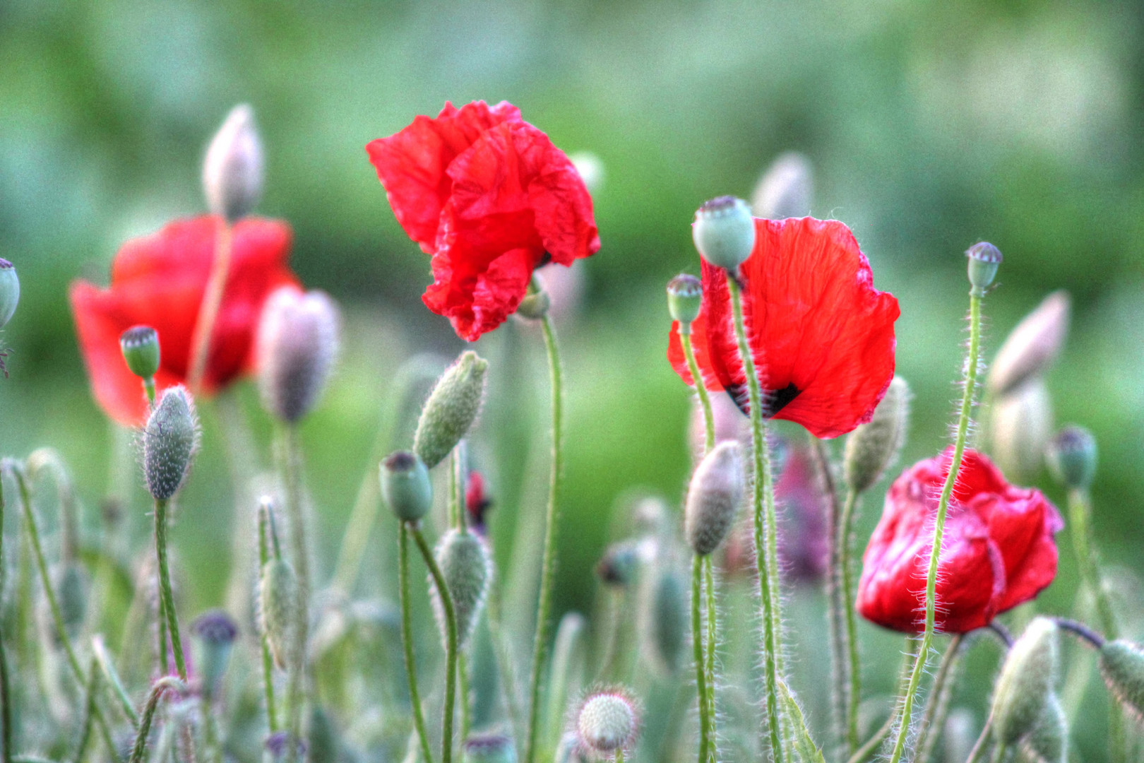 Ich lieeeeebe Klatschmohn