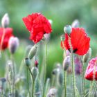 Ich lieeeeebe Klatschmohn