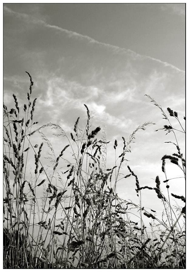 ---ich lieg im gras---2