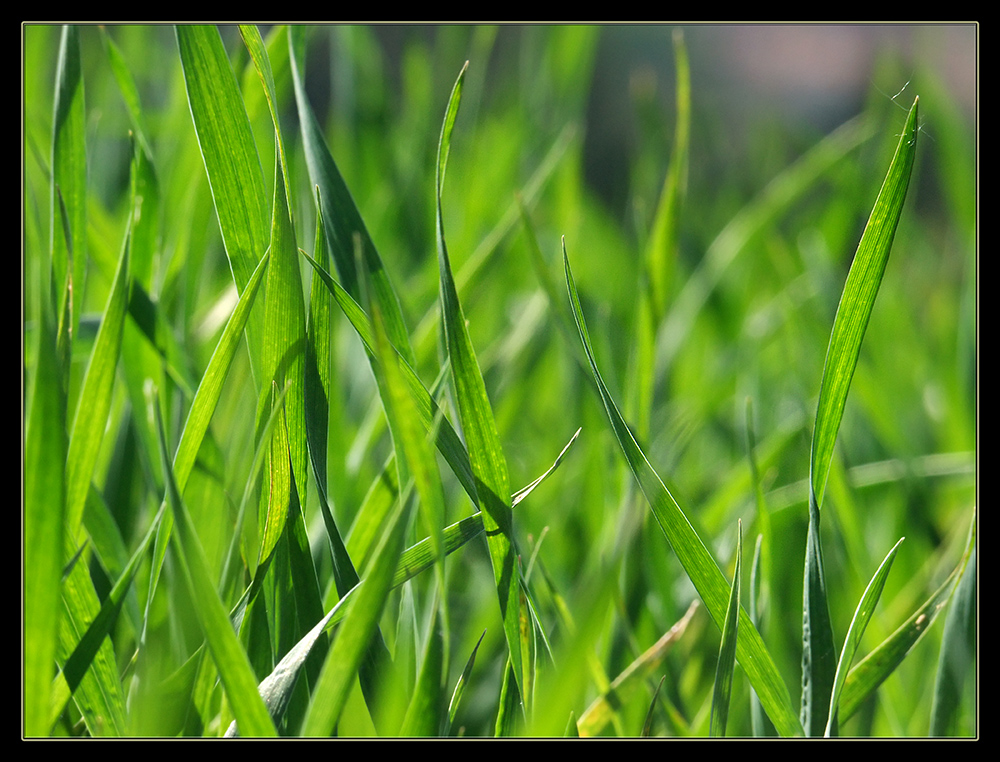 Ich liege im Gras, in der Sonne