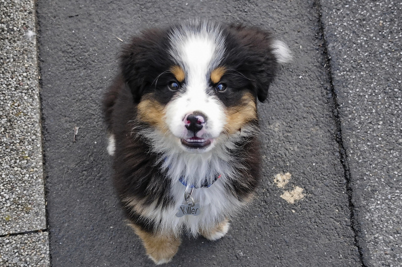 Ich liiiebe kleine Hunde....nur sie mich nicht. Foto