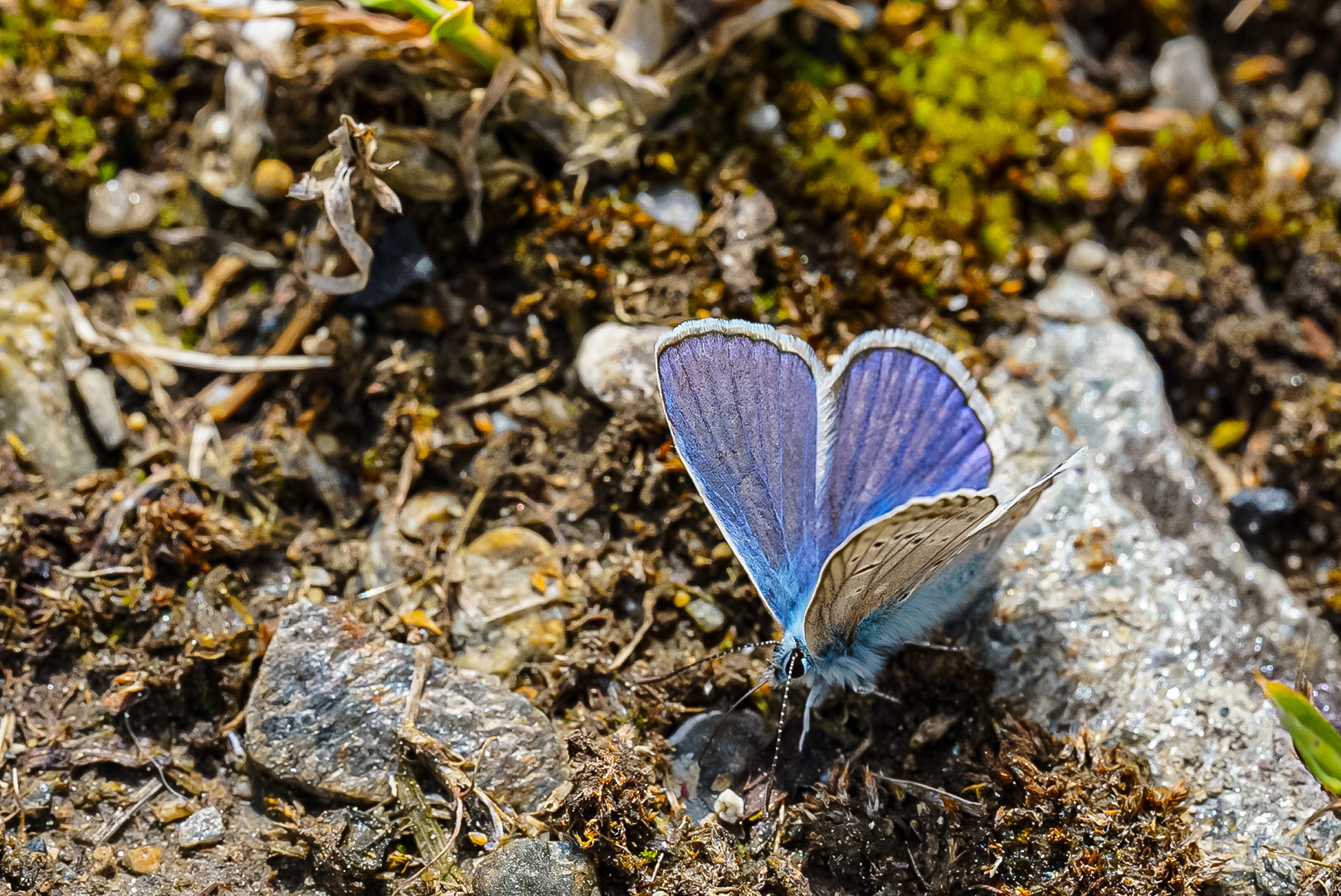 Ich mach blau ;-)