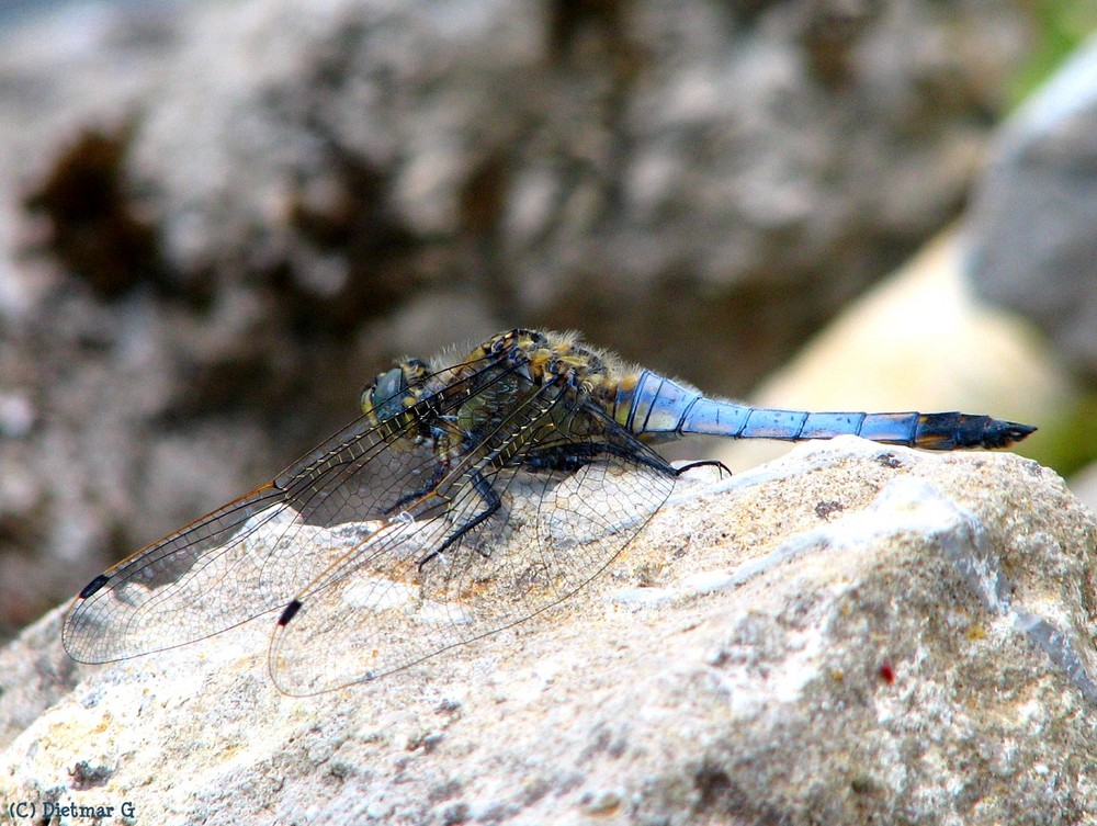 ich mach' blau