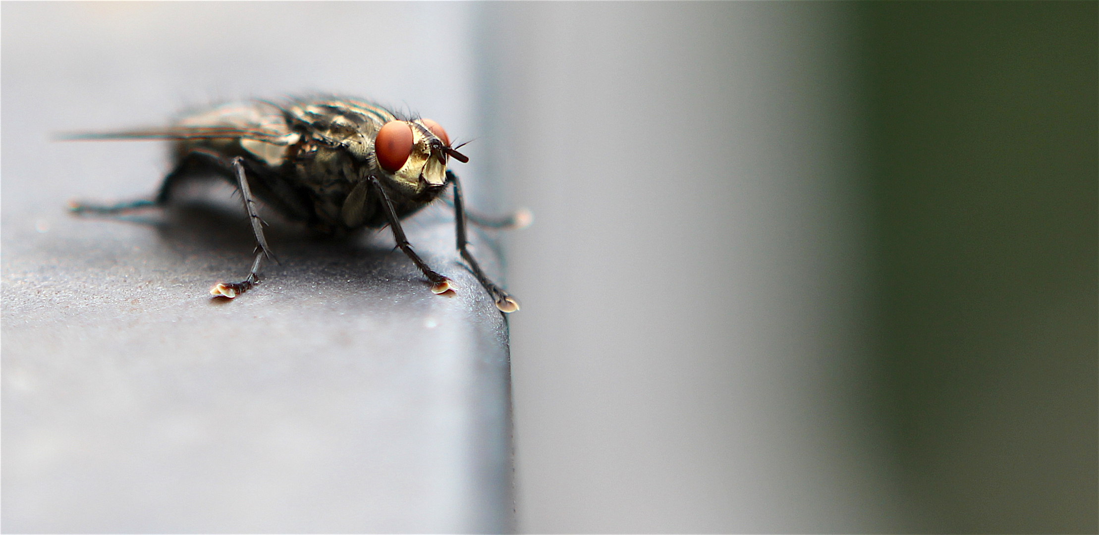 "Ich mach .da. mal ´ne Fliege" ... ´17