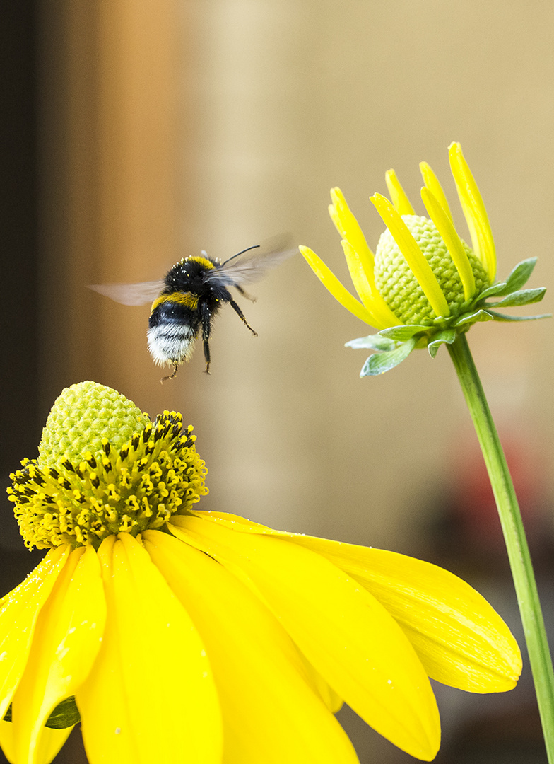 Ich mach dann mal ne ..Hummel...