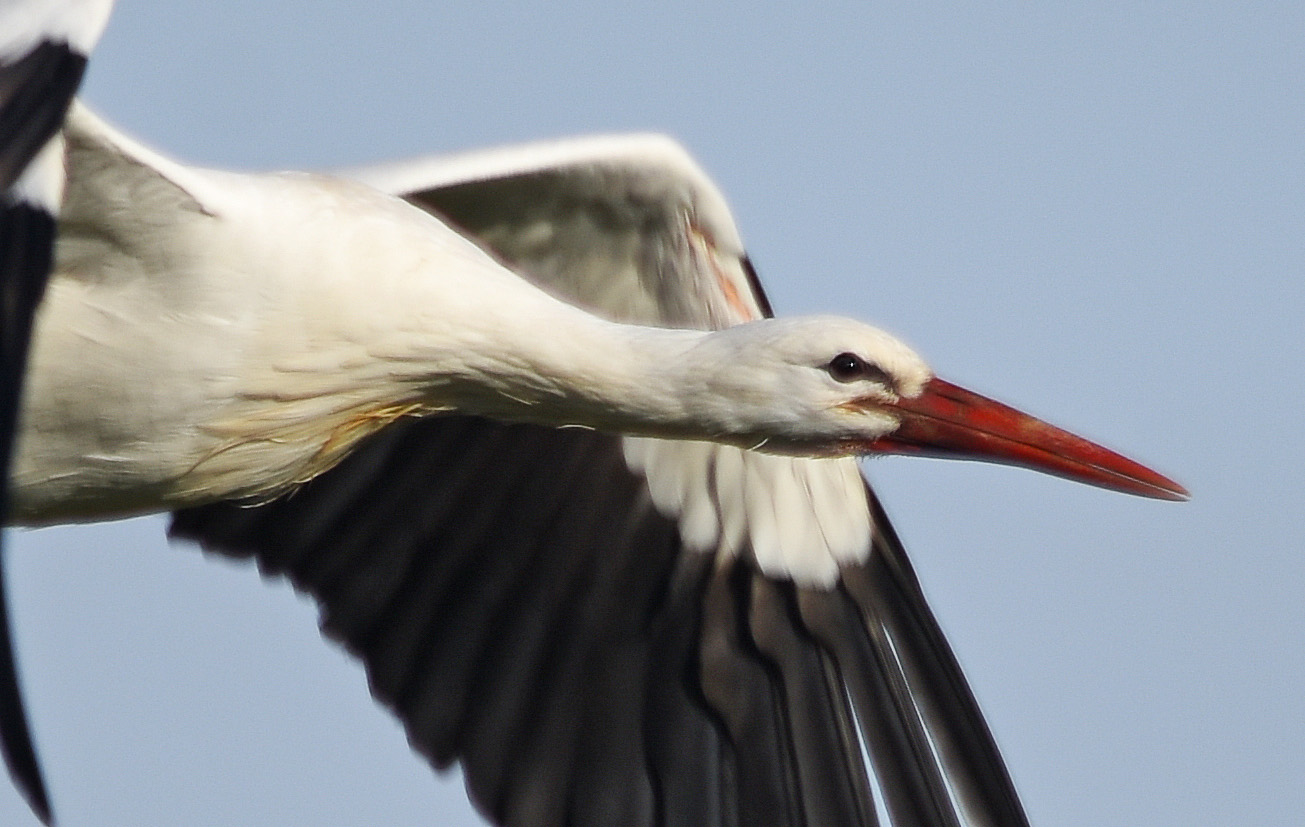 Ich mach den Abflug!