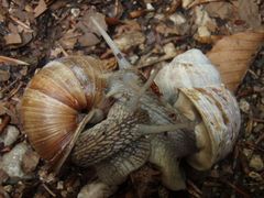 Ich mach dich zur Schnecke