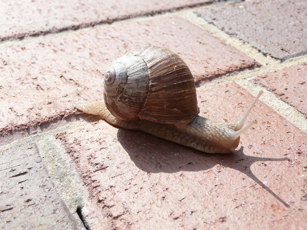 Ich mach Dich zur Schnecke