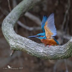 Ich mach die Flatter...! ;-)