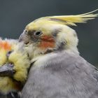 Ich mach Dir auch die Haare schön!