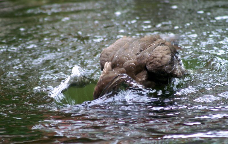 Ich mach ein Loch ins Wasser