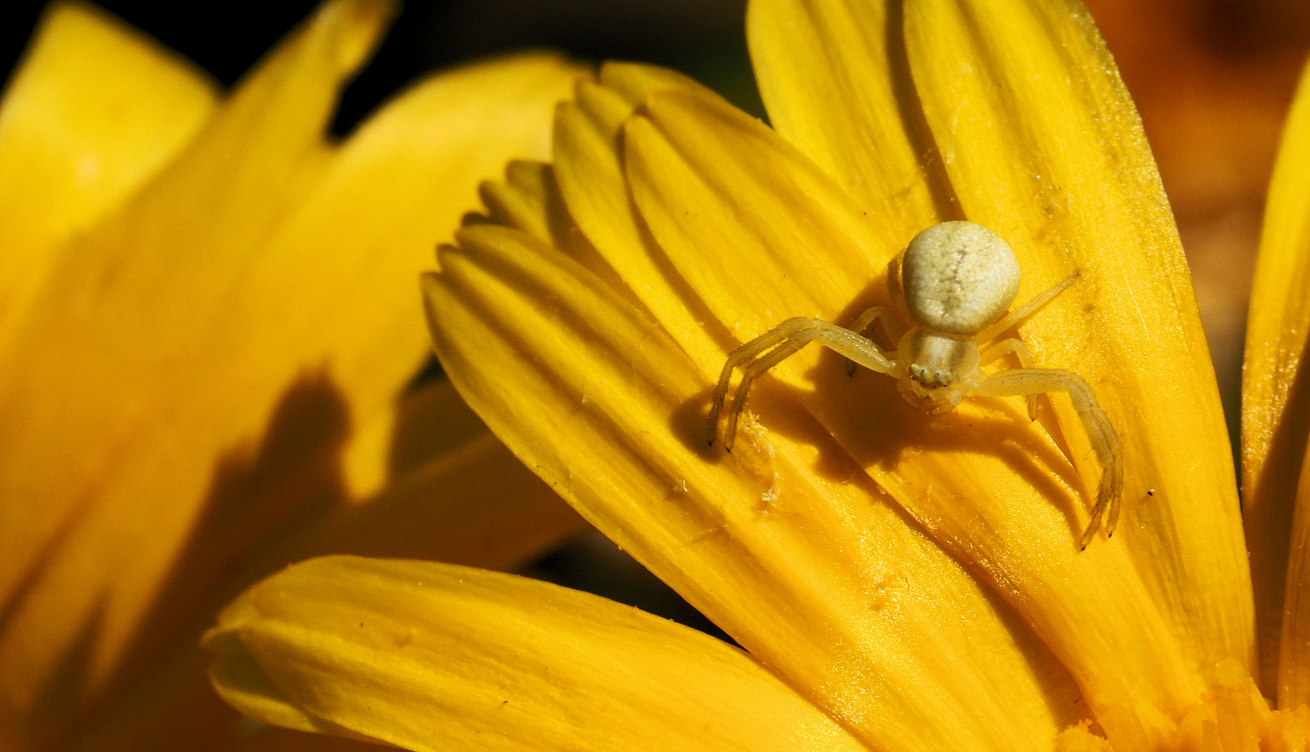 Ich mach es wie die Spinne ...