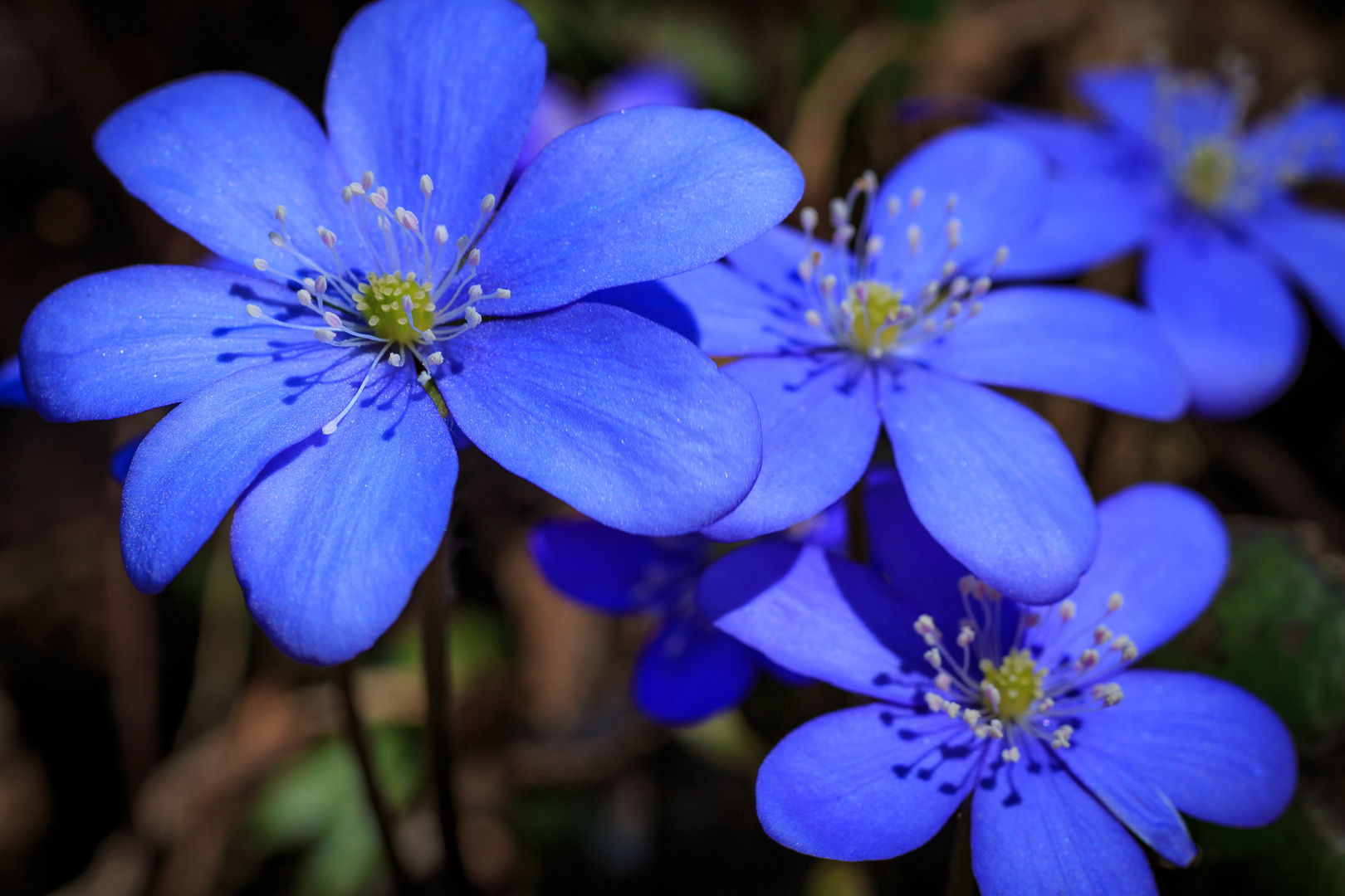 Ich mach heute blau!