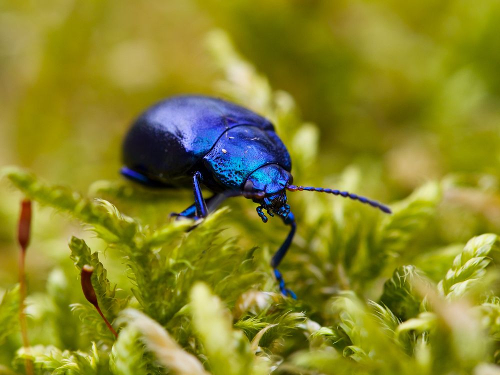 Ich mach heute Blau.....2016-0368