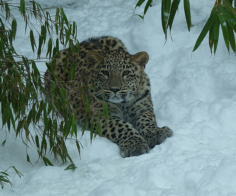 Ich mach heute mal auf Schnee-Leopard!