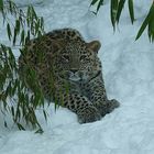 Ich mach heute mal auf Schnee-Leopard!