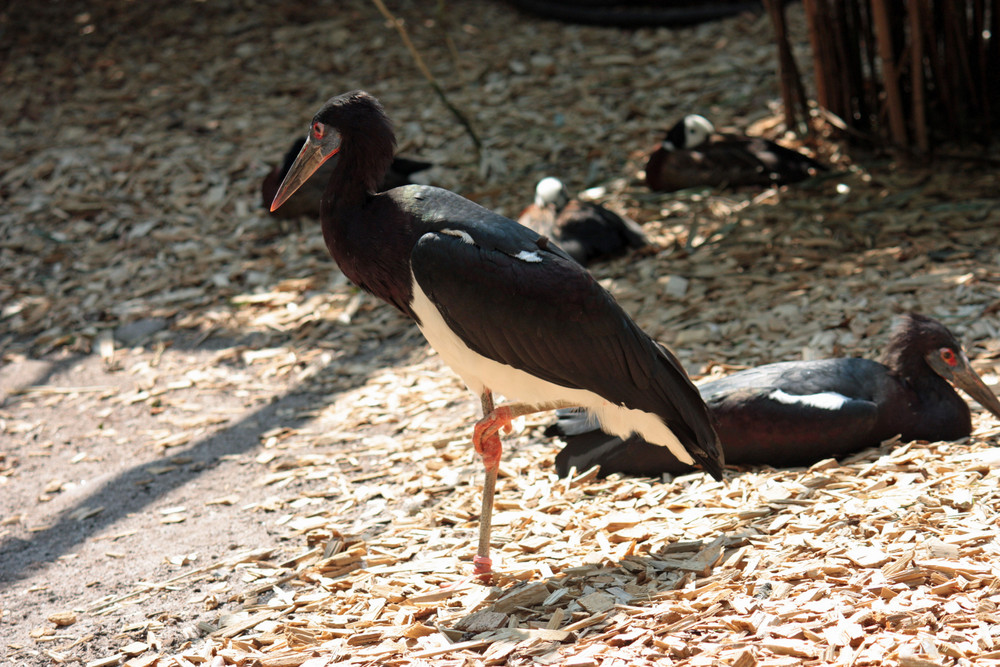 Ich mach jetzt mal auf Flamingo!