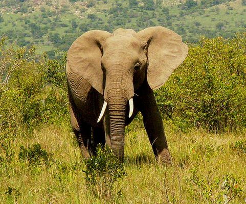 Ich mach jetzt mal den wilden Mann !