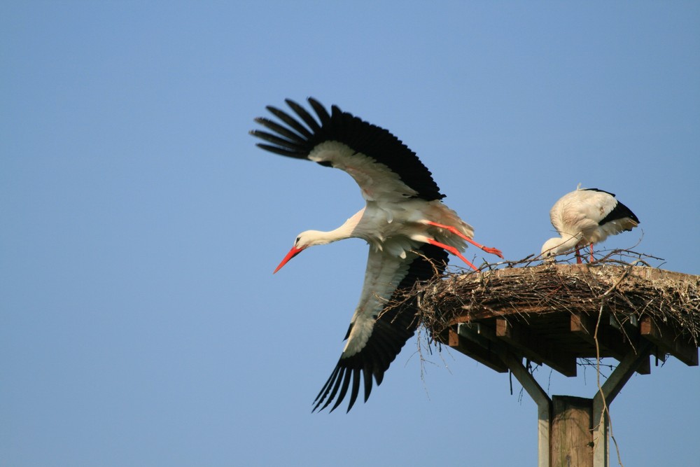 ...ich mach' mal 'nen Abflug....