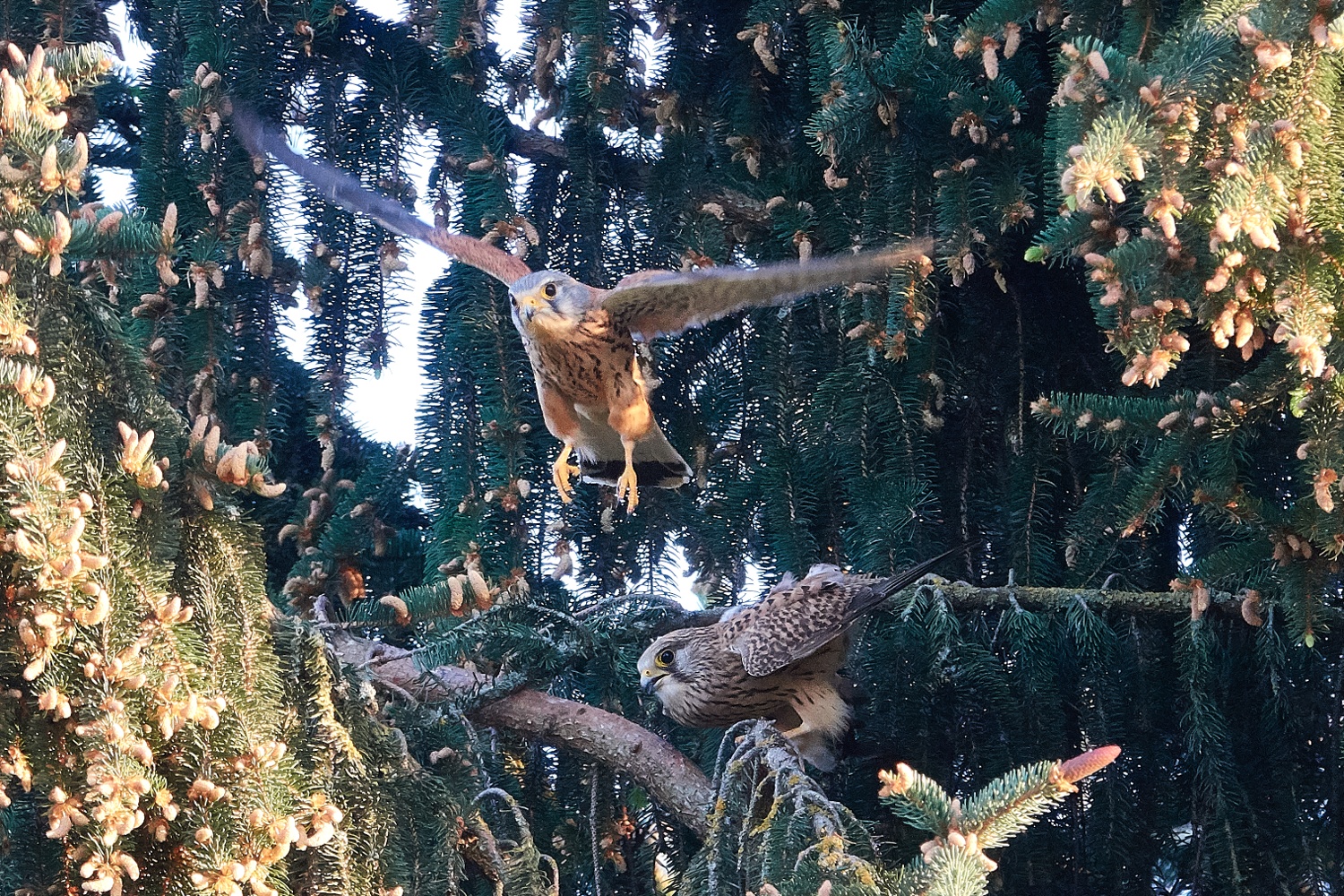 ich mach mal nen Abflug