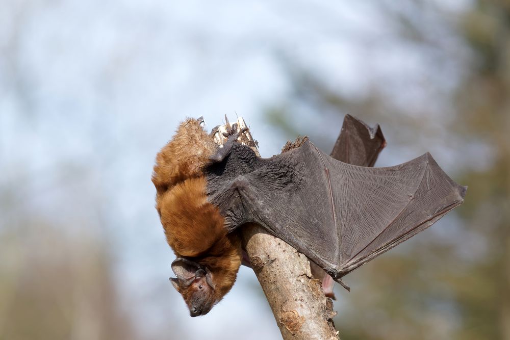 Ich mach mich schön für den Frühling: Großer Abendsegler (Nyctalus noctula)