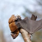 Ich mach mich schön für den Frühling: Großer Abendsegler (Nyctalus noctula)