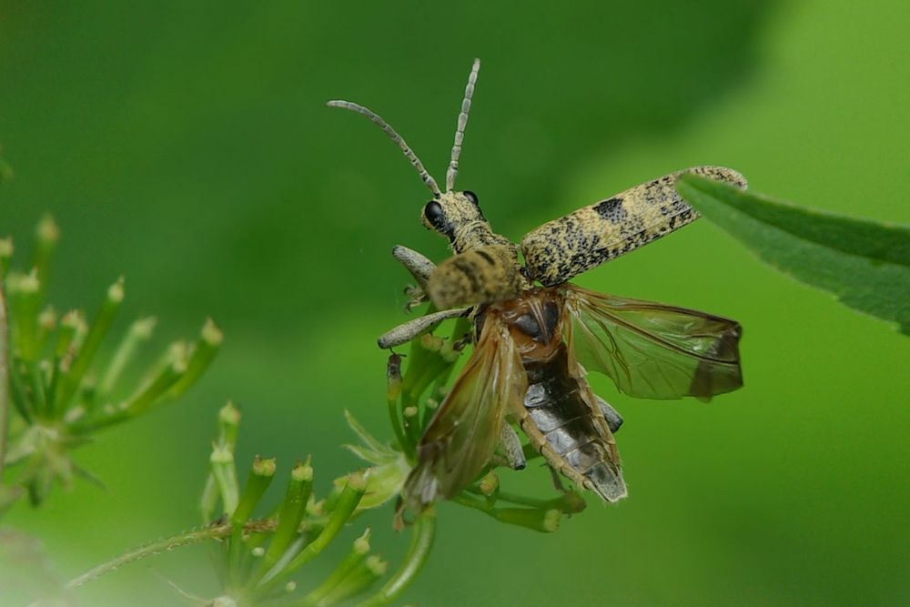 ich mach 'nen Abflug