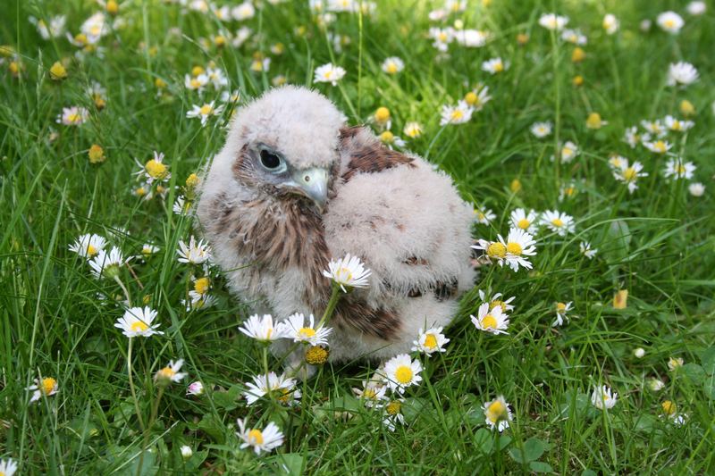 ich mache den jungen Turmfalken langsam mit Insekten vertraut