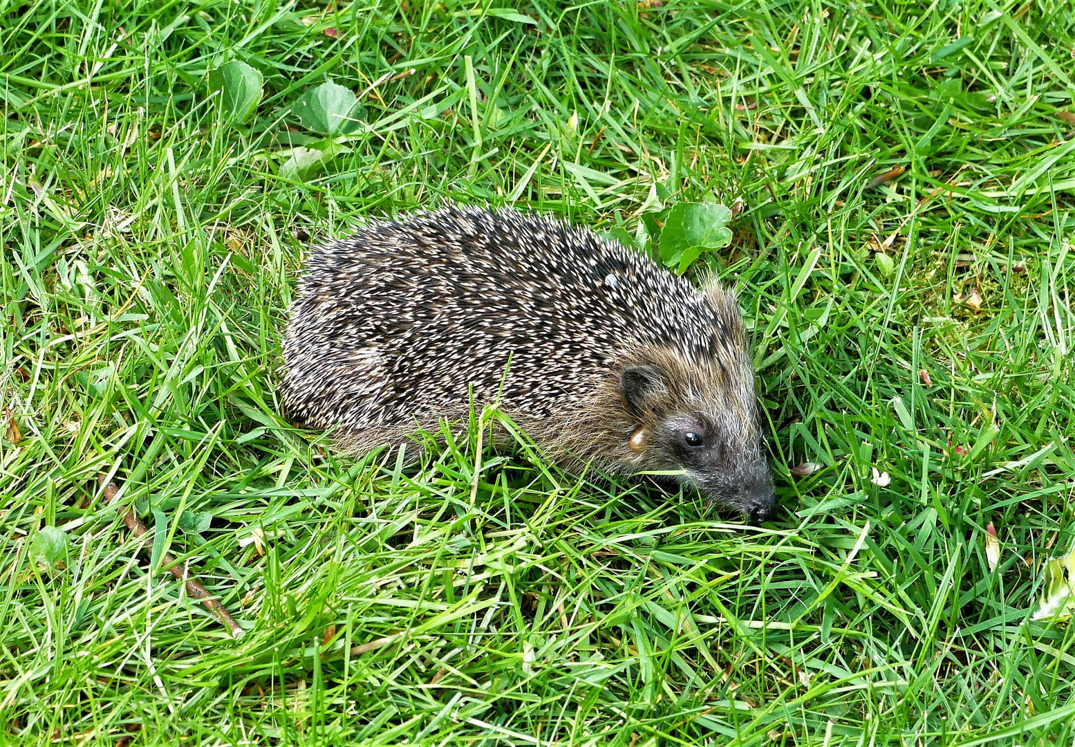 Ich mache eine Zwangspause - Am hellichten Tag besuchte uns ein Igel