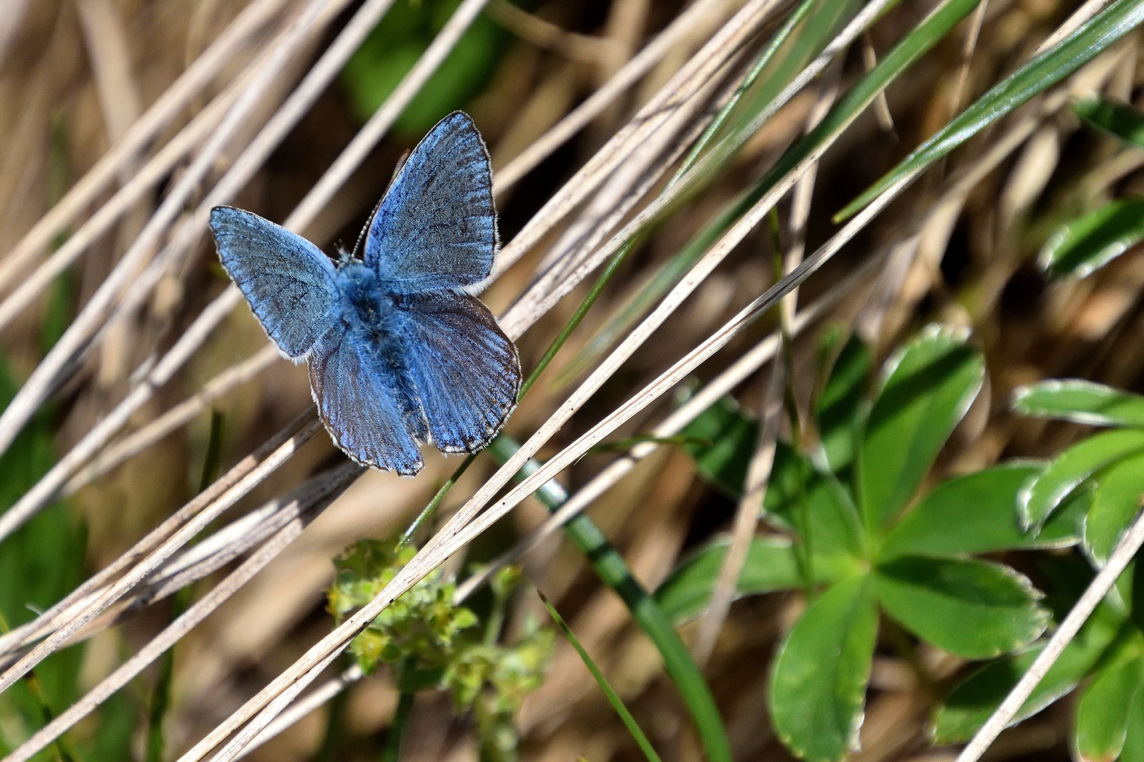 Ich mach's Blau