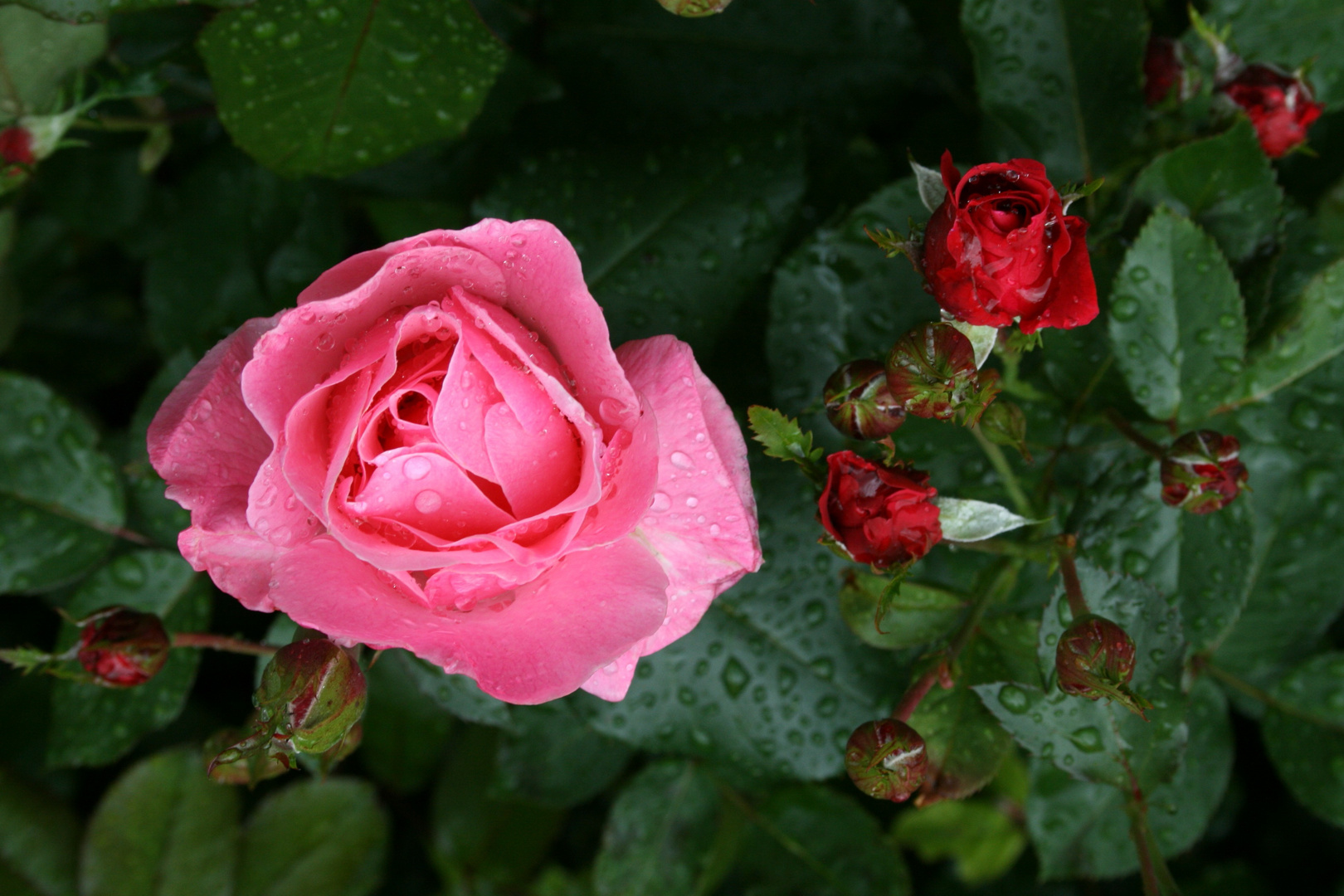 ich mag auch Rosen !