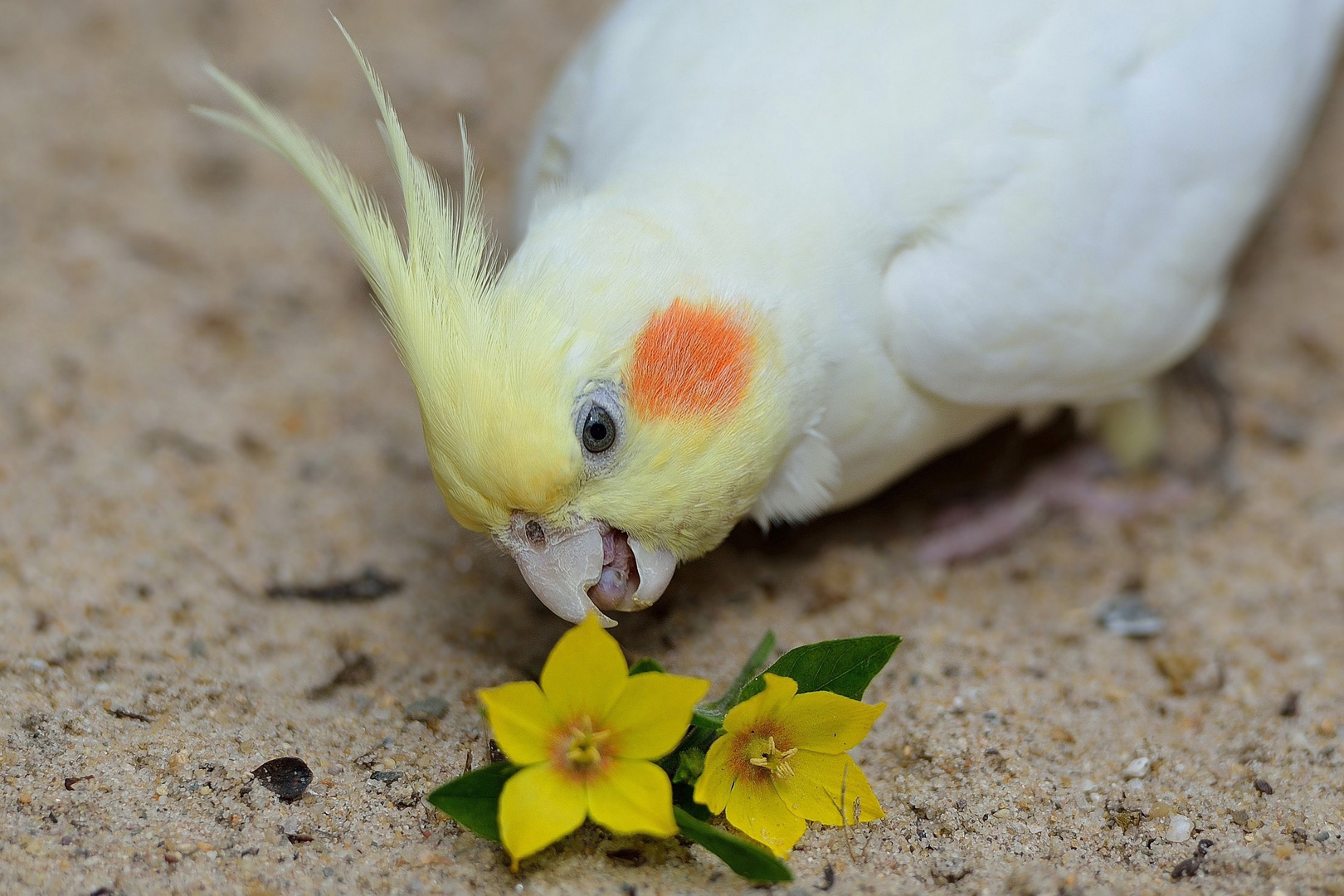 Ich mag Blumen!