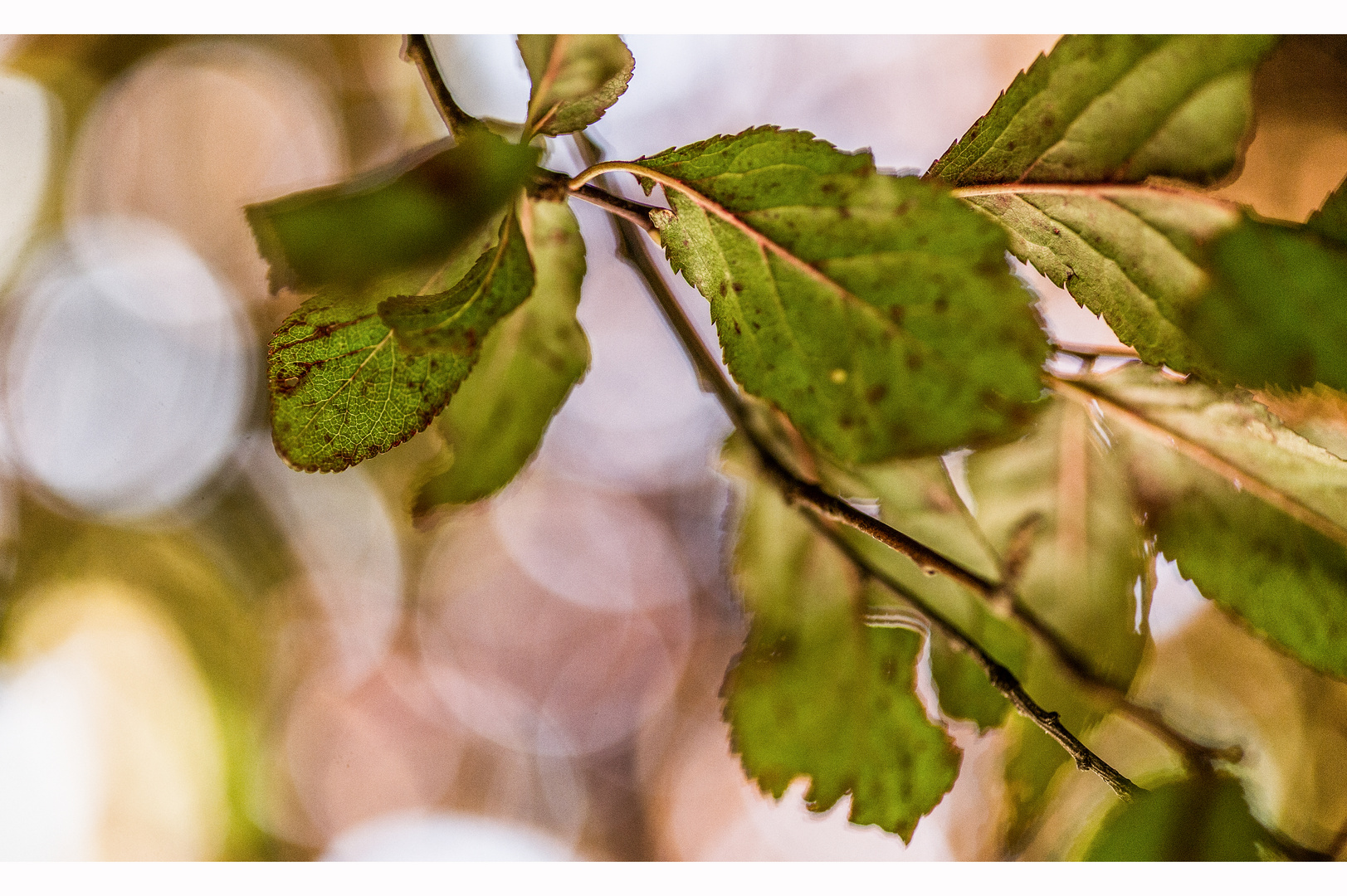 Ich mag Bokeh