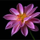 Ich mag Dahlien .. und fotografiere sie auch gern - ( Stacking Bild ) 