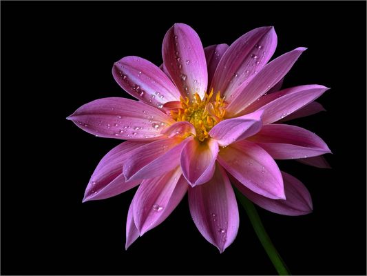 Ich mag Dahlien .. und fotografiere sie auch gern - ( Stacking Bild ) 