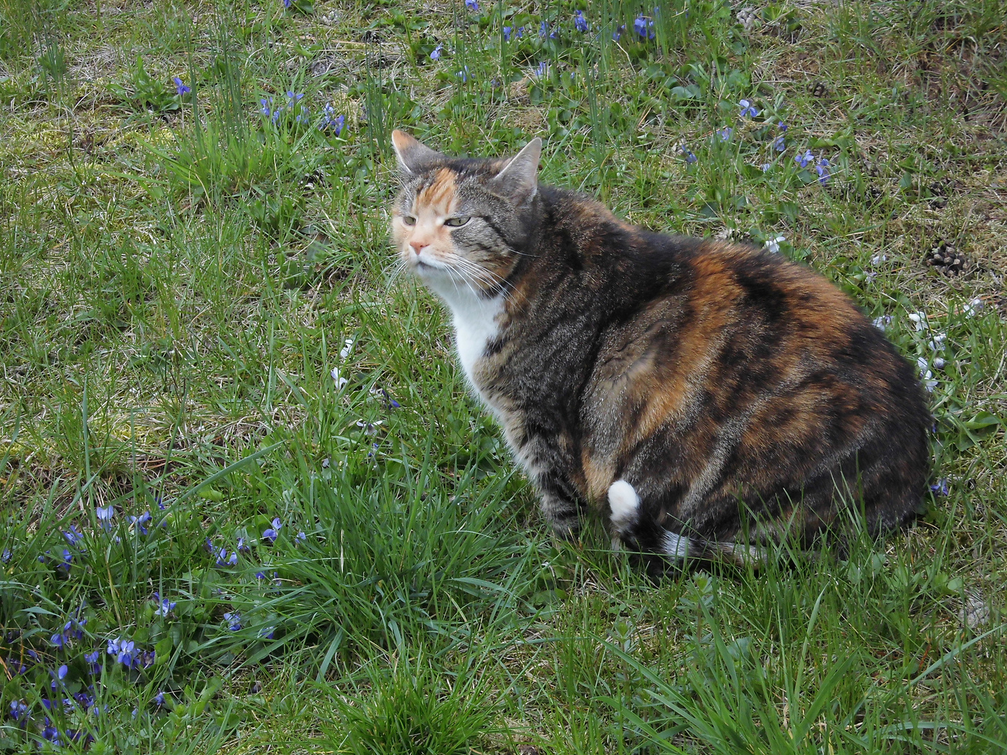 Ich mag den Duft der Veilchen, die riechen so toll nach Frühling. 