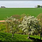 Ich mag den Frühling ....