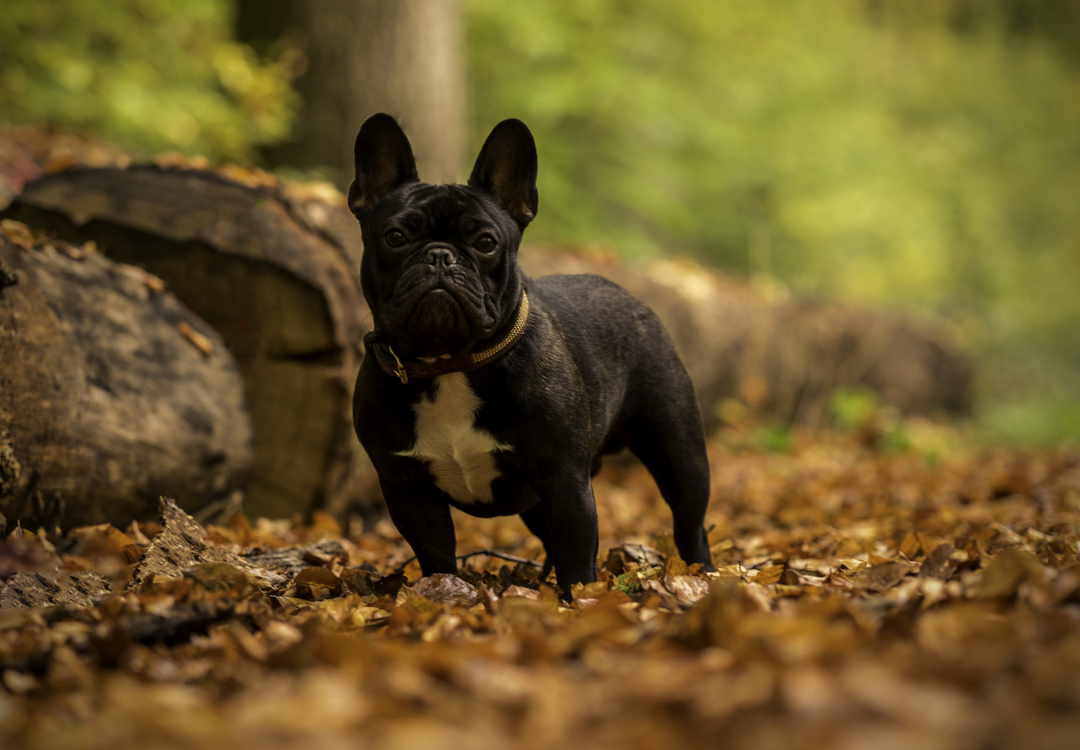 ich mag den Herbst sehr, aber mit Hund noch mehr.