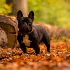 ich mag den Herbst sehr, aber mit Hund noch mehr.