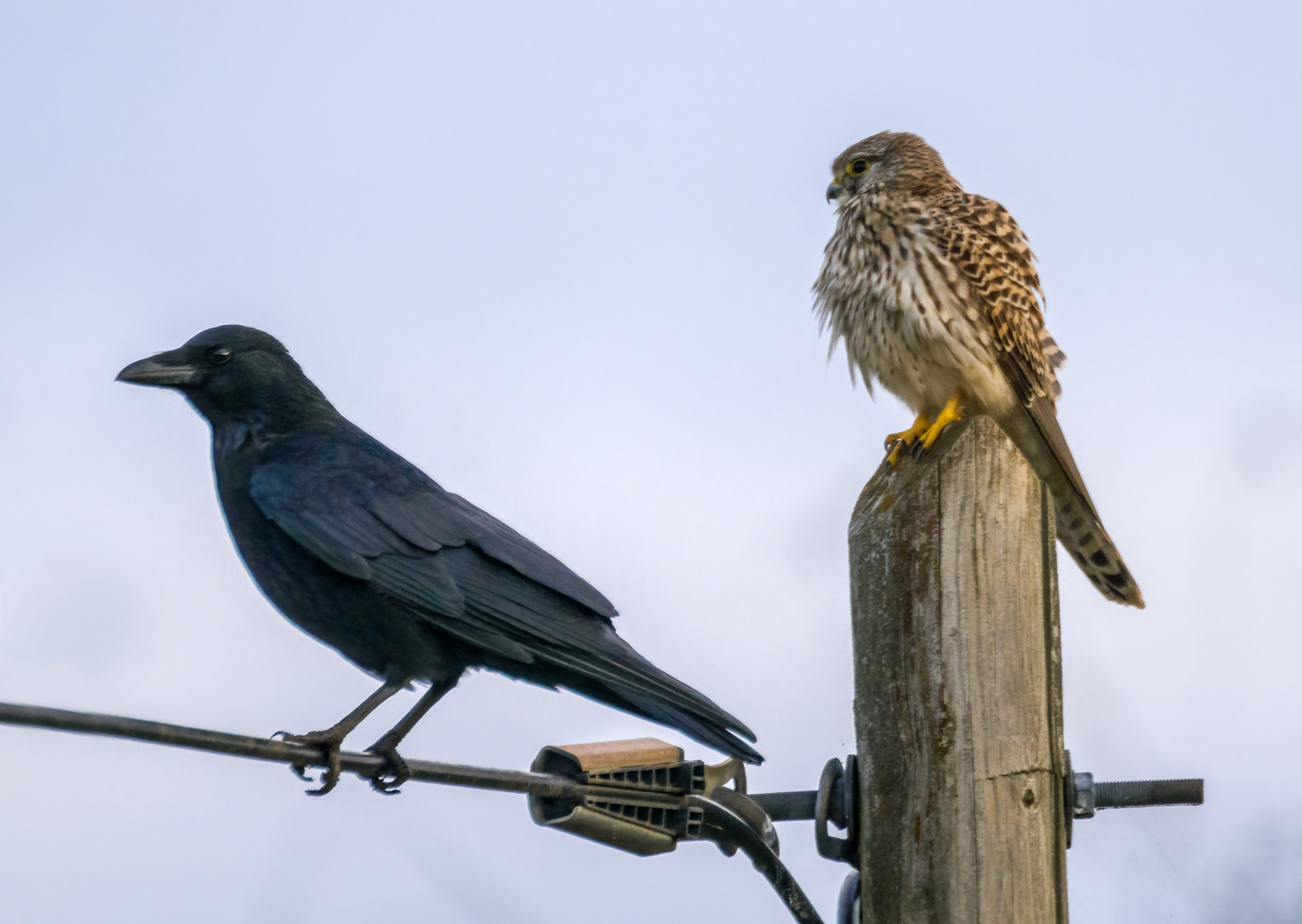 "ICH mag dich nicht" --- "ICH DICH ERST RECHT NICHT"