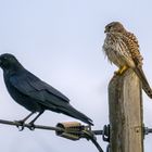 "ICH mag dich nicht" --- "ICH DICH ERST RECHT NICHT"