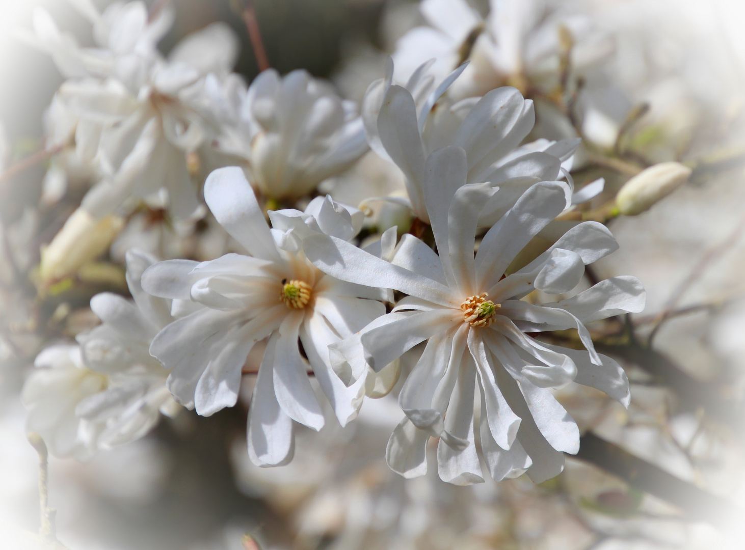 ich mag die Blüten sehr gerne ...