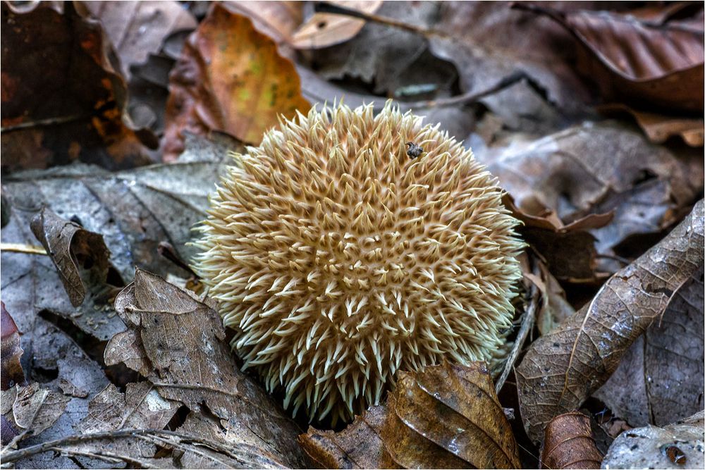 Ich mag die kleinen Igel..