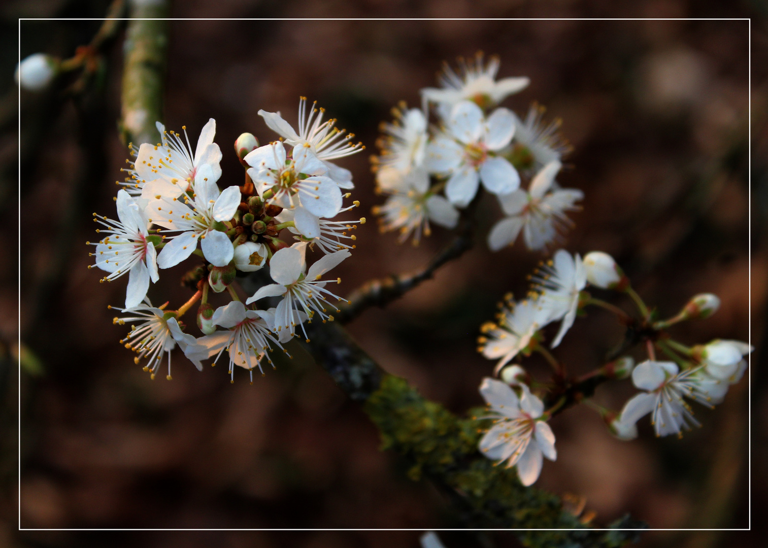 ich mag die zarten Blüten ...