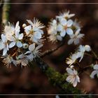 ich mag die zarten Blüten ...