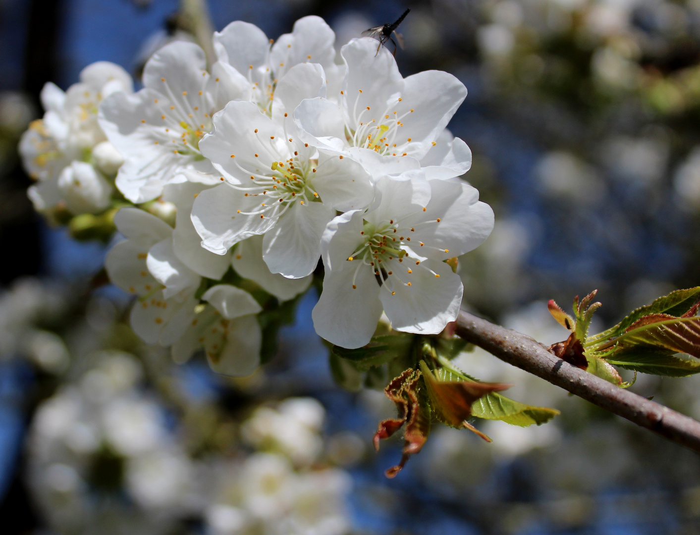 ich mag die zarten Blüten ...