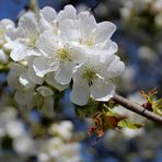 ich mag die zarten Blüten ...