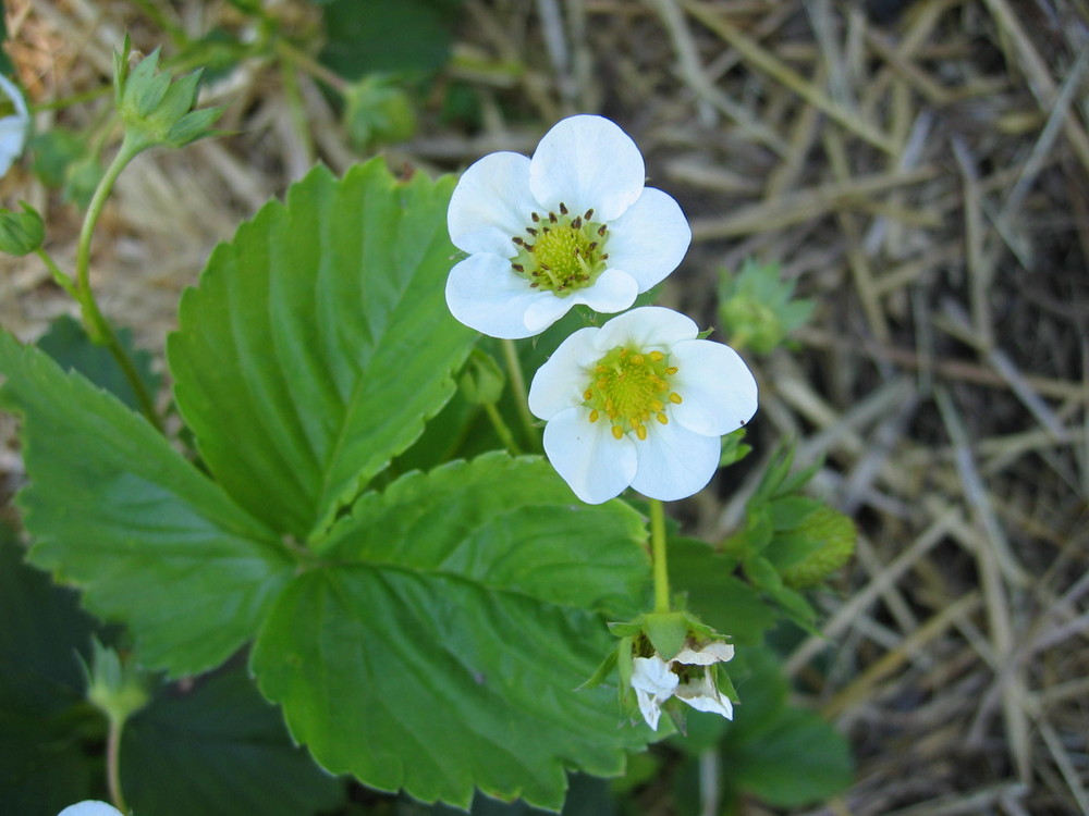 Ich mag Erdbeeren